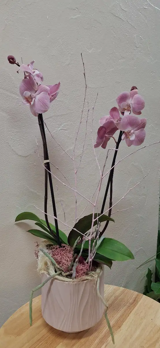 Orchidée avec cache pot