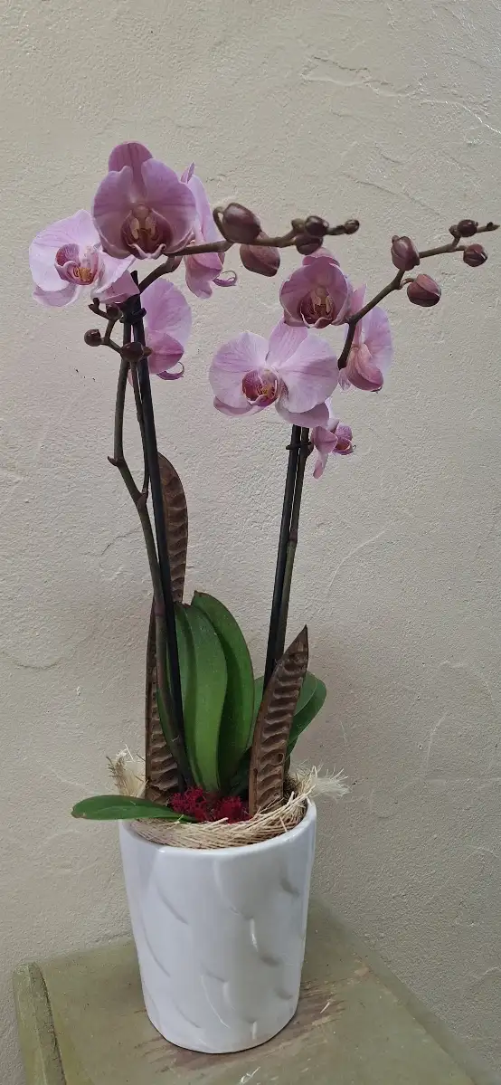 Orchidée avec cache pot