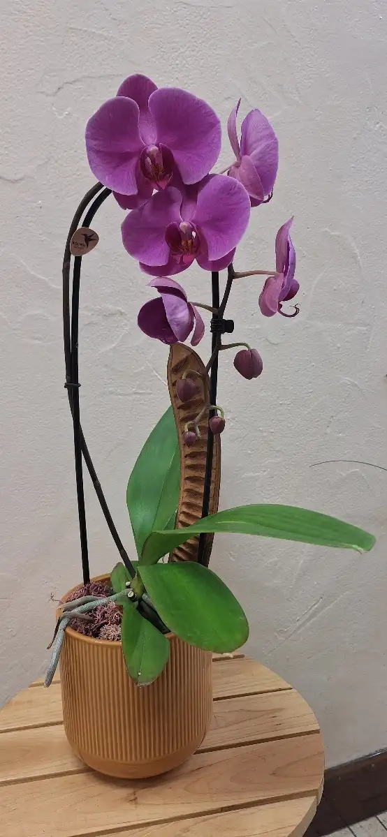 Orchidée avec cache pot