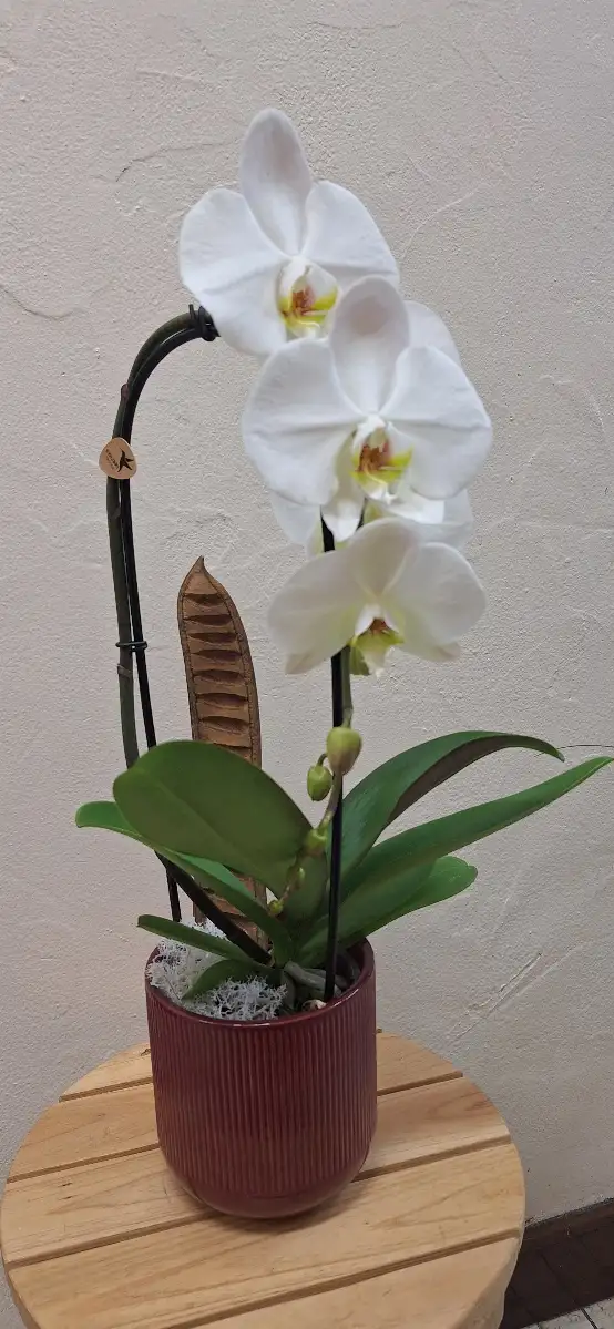 Orchidée avec cache pot
